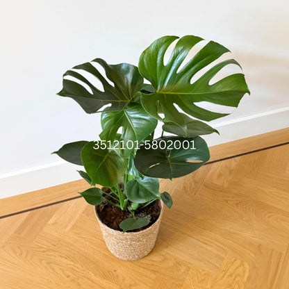Monstera Deliciosa - Incluye Cesta Decorativa - Altura 70-80cm_4
