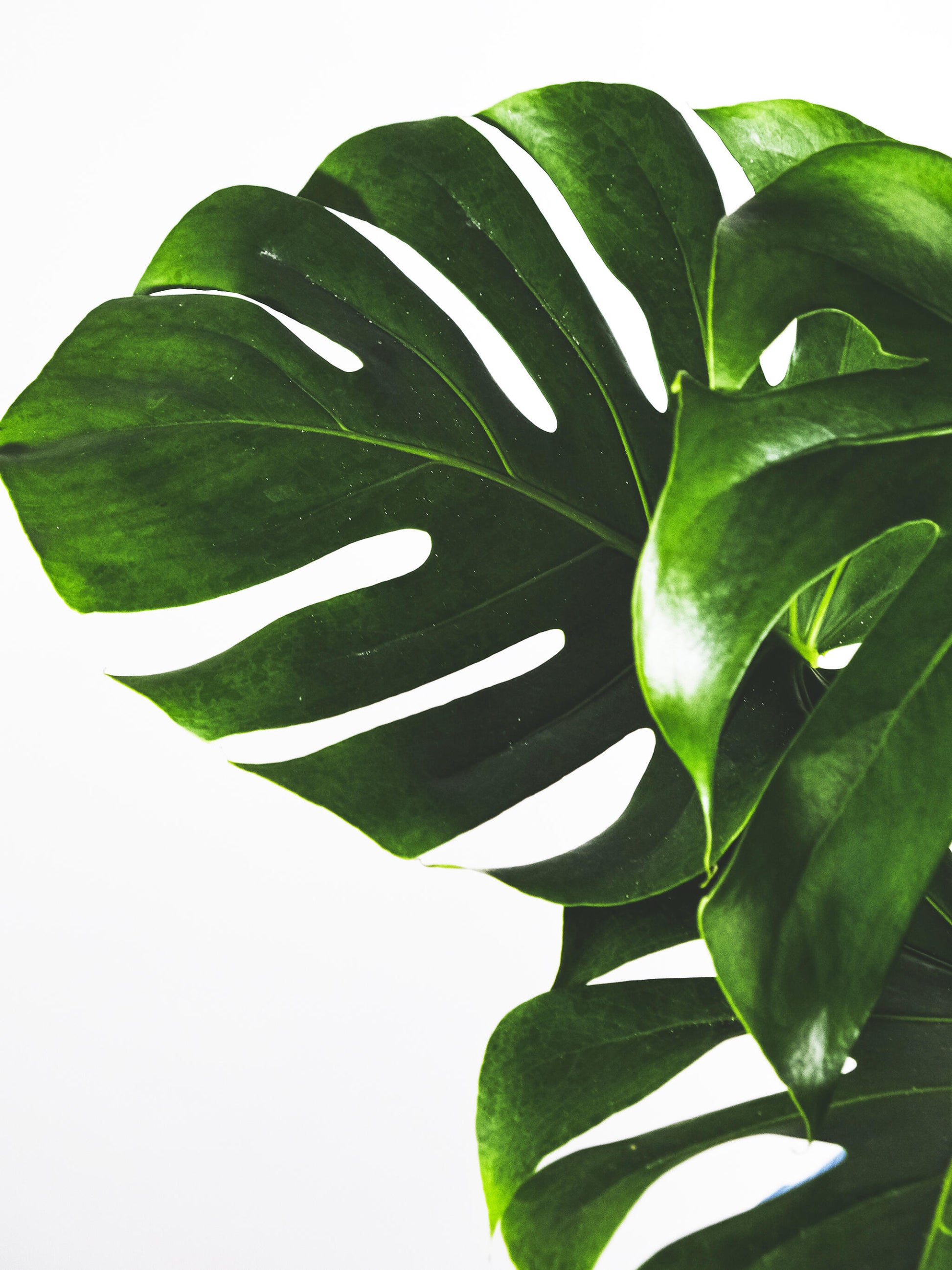 Monstera Deliciosa O Costilla De Adán_1