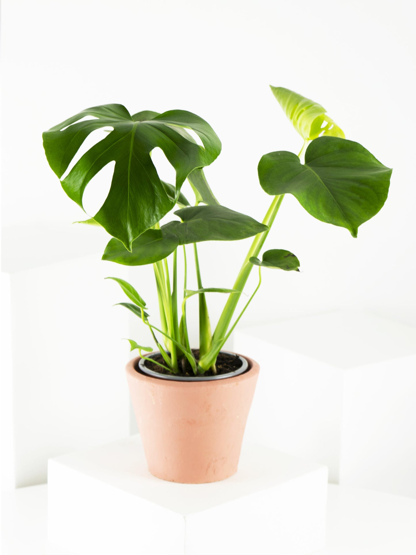 Monstera Deliciosa O Costilla De Adán_3