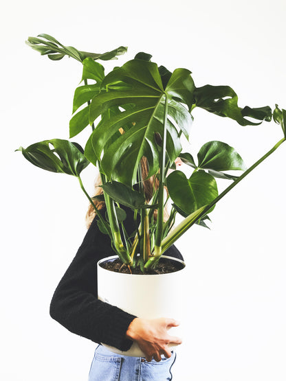 Monstera Deliciosa O Costilla De Adán_4