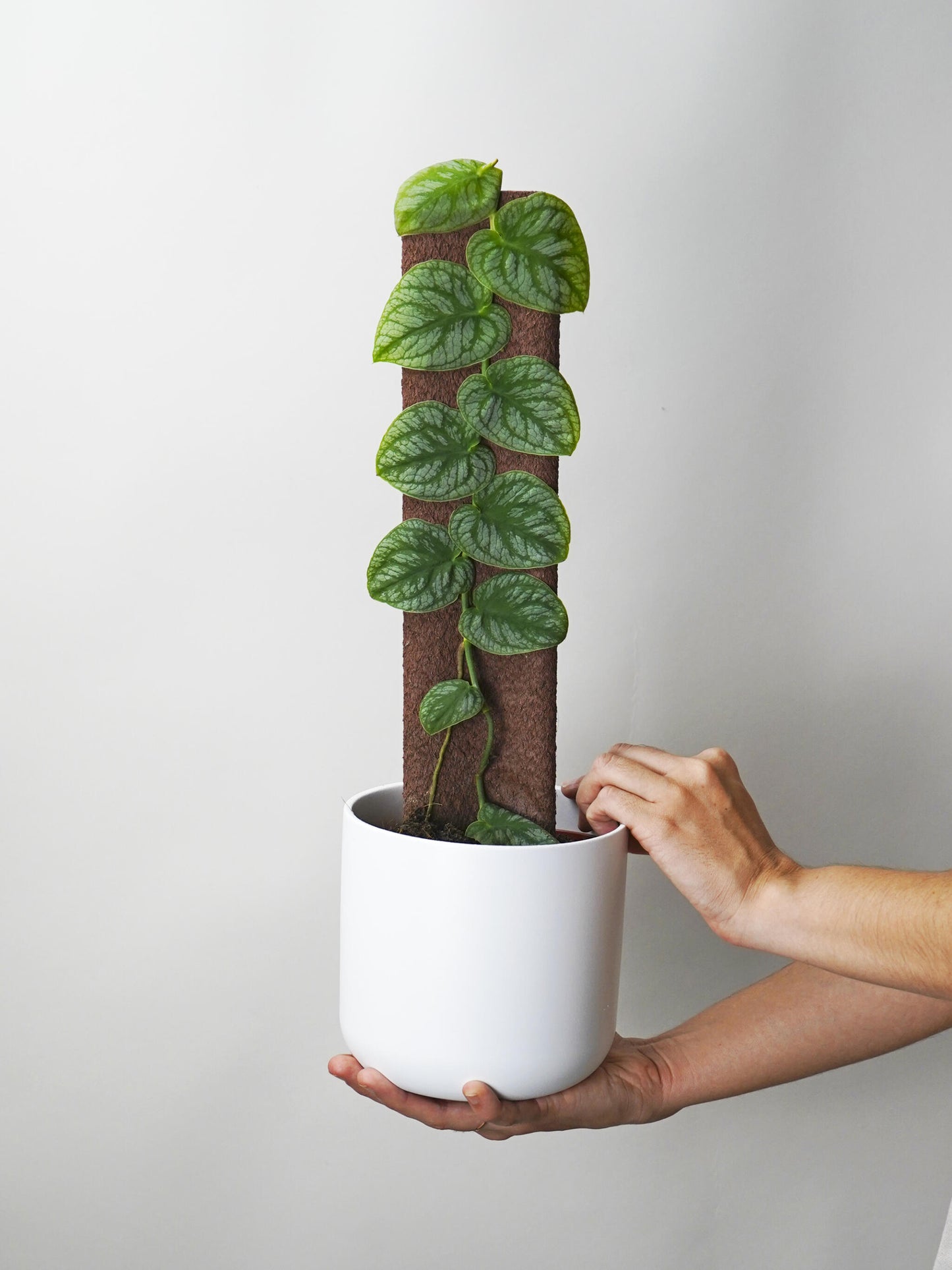 Monstera Dubia (juvenil)_0