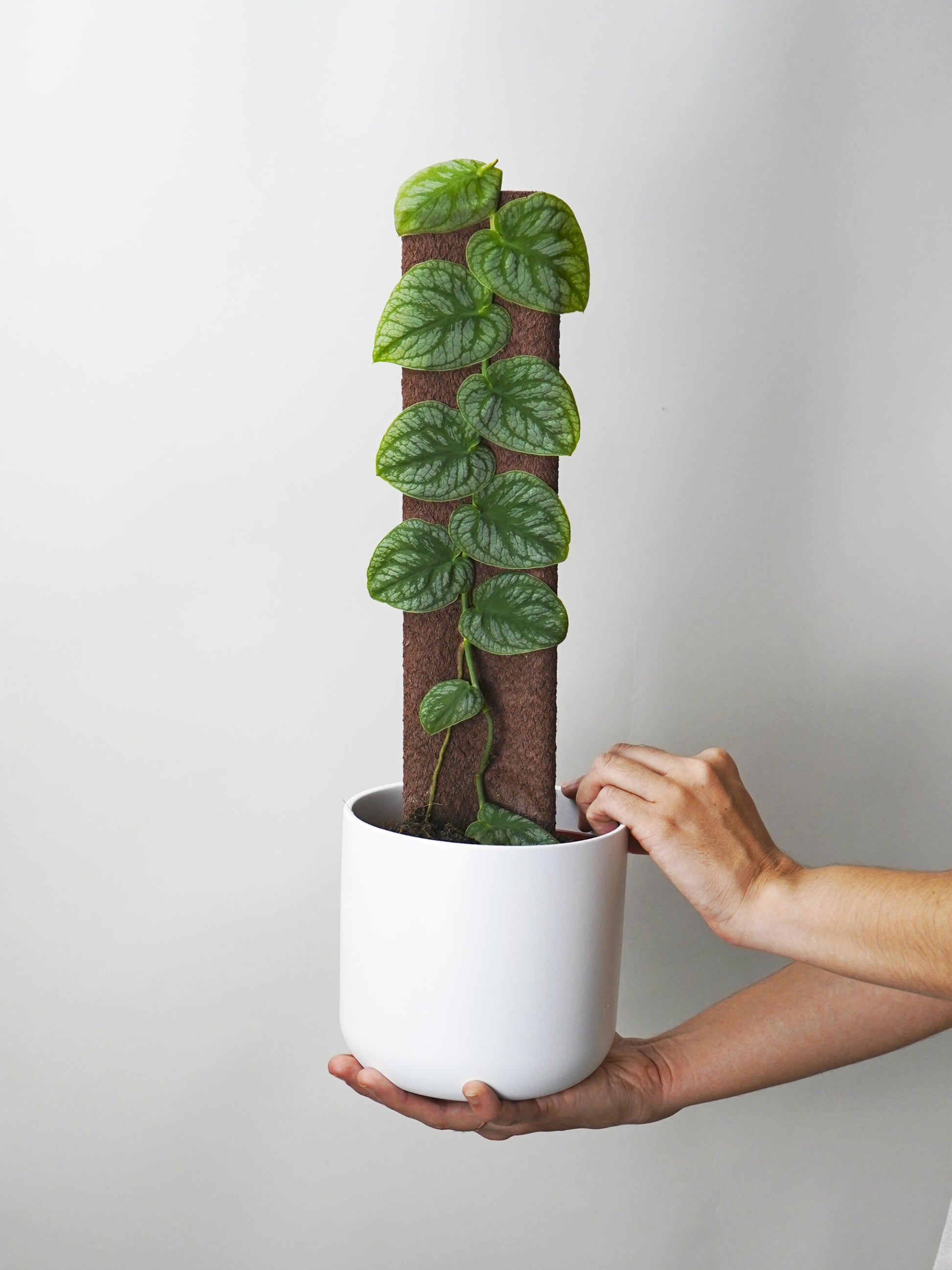 Monstera Dubia (juvenil)_0