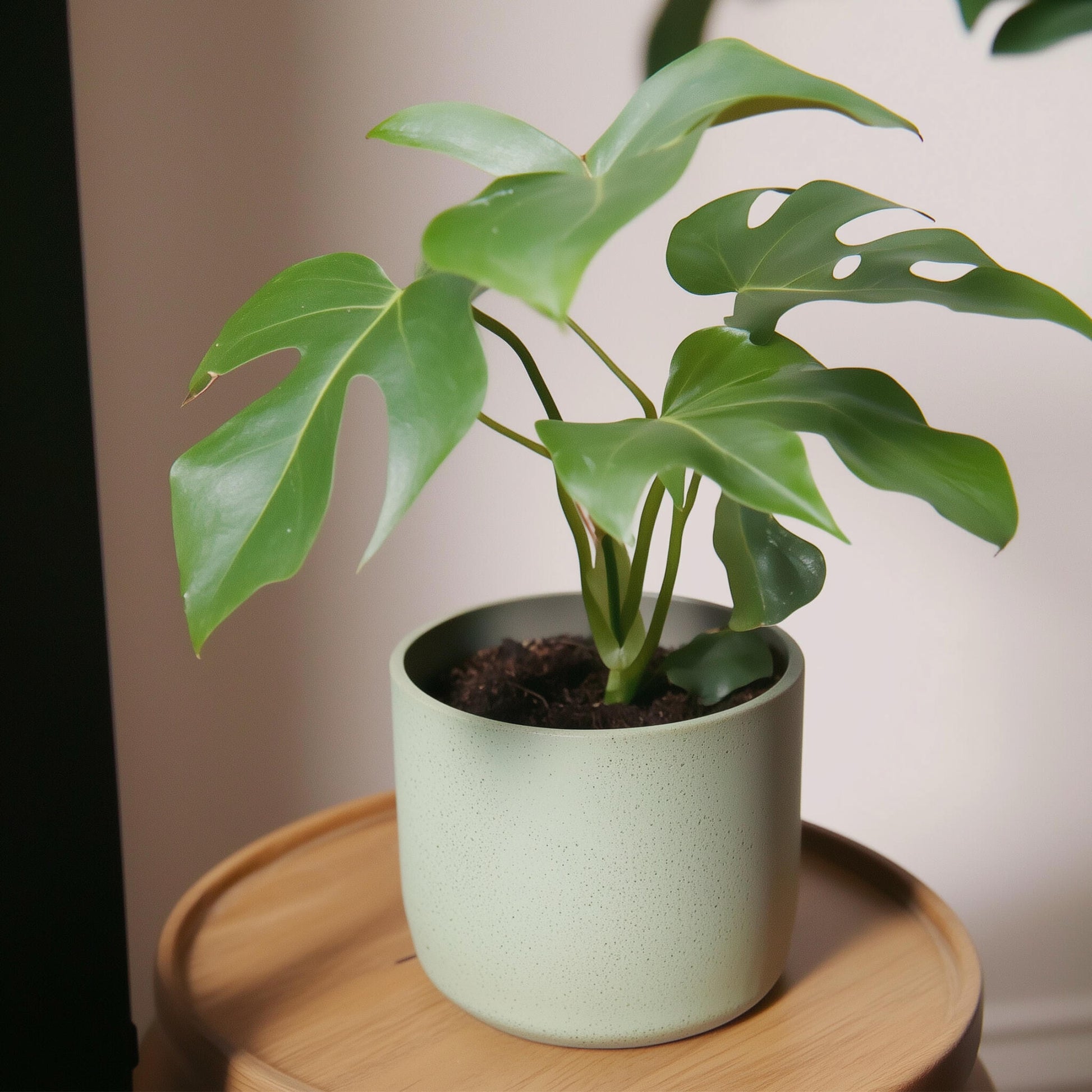Monstera Mínima - Rhaphidophora Tetrasperma - Altura 20-30cm - ⌀12cm_4