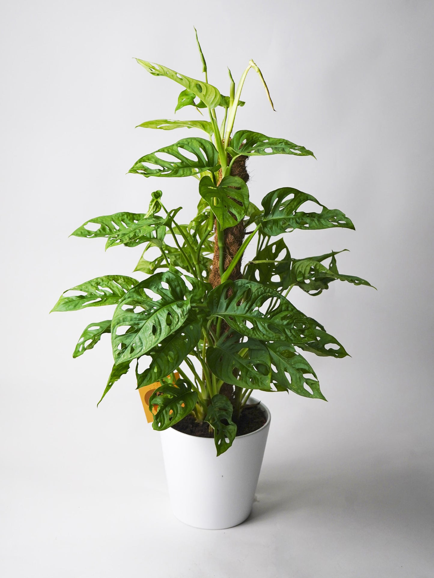 Monstera Obliqua Monkey Con Tutor_0