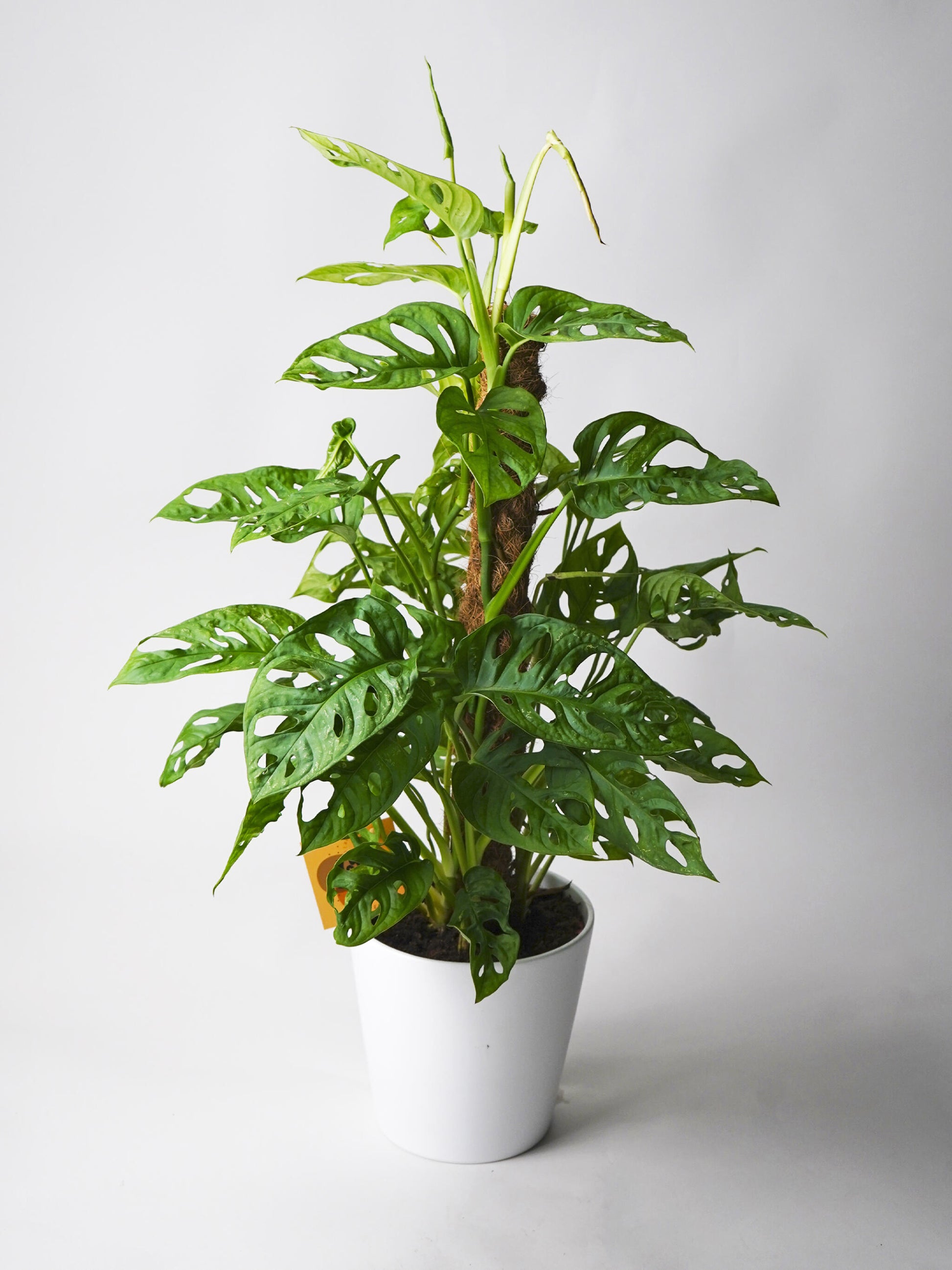 Monstera Obliqua Monkey Con Tutor_0