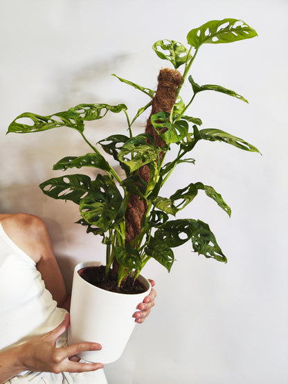 Monstera Obliqua Monkey Con Tutor_2
