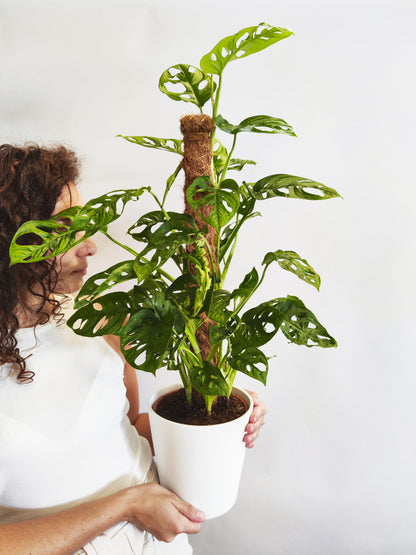 Monstera Obliqua Monkey Con Tutor_3