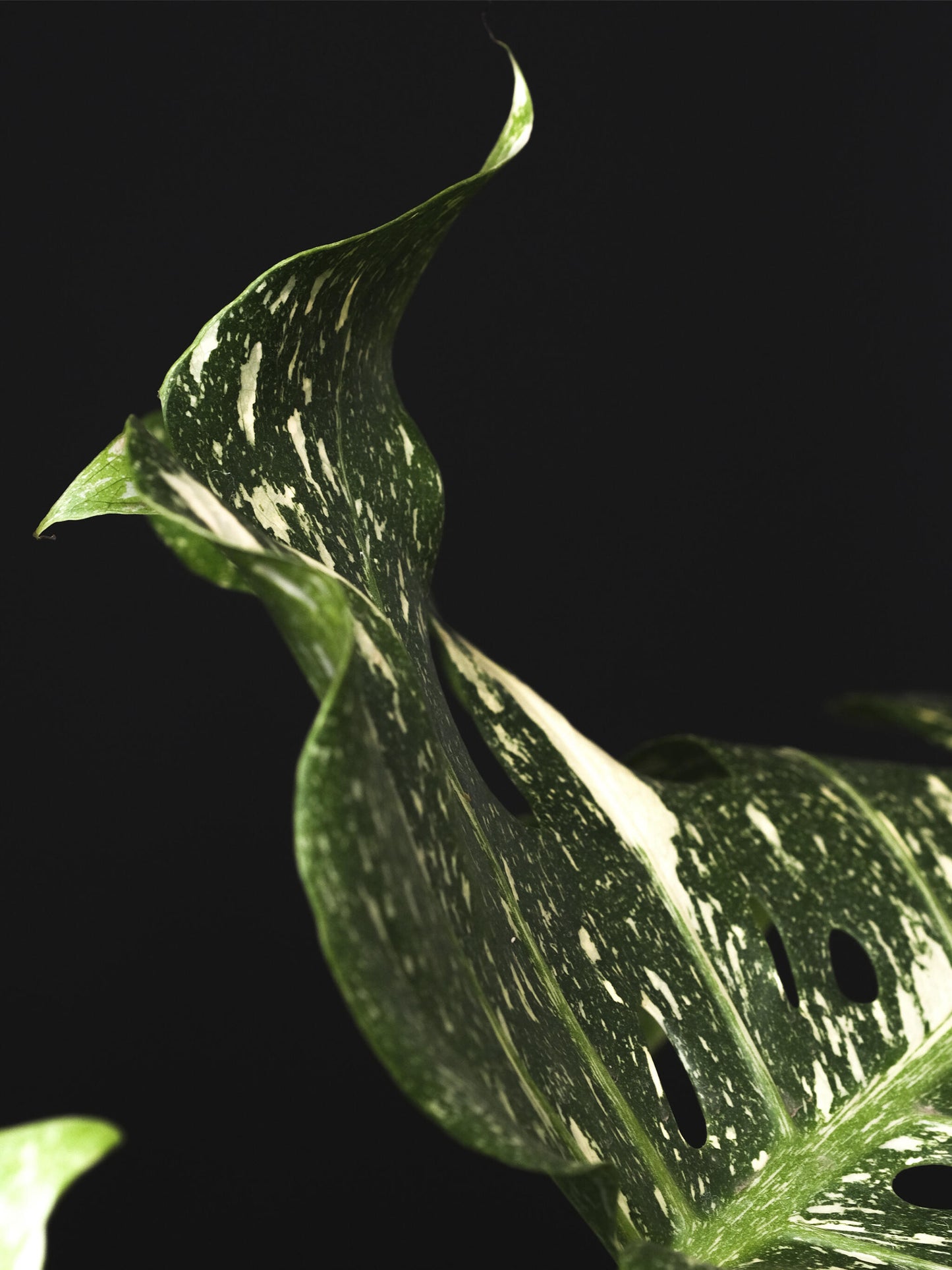 Monstera Variegata_1