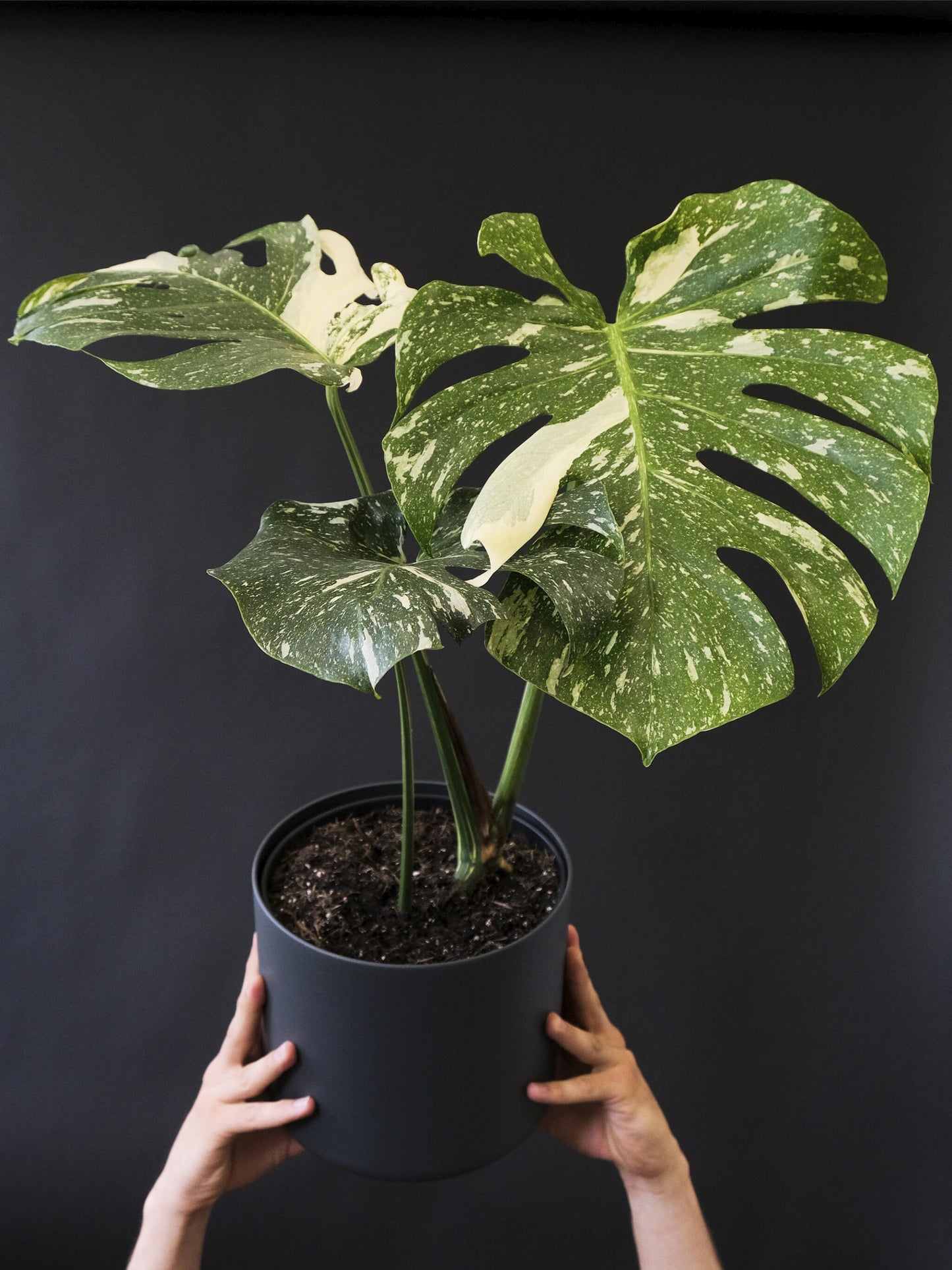 Monstera Variegata_2