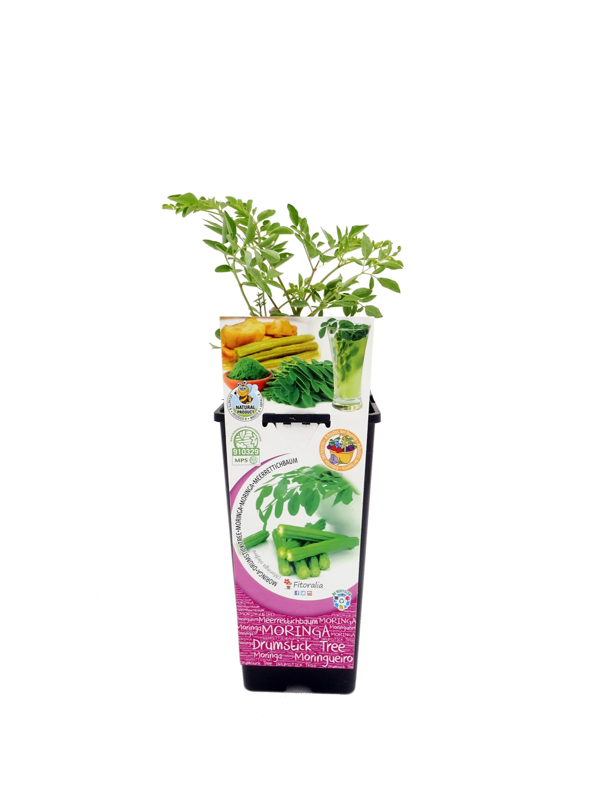 Moringa En Maceta 2 L. Natural - Fitoralia_0