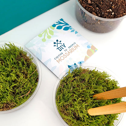 Mossarium Diy - Inlcuye Musgo Natural_2