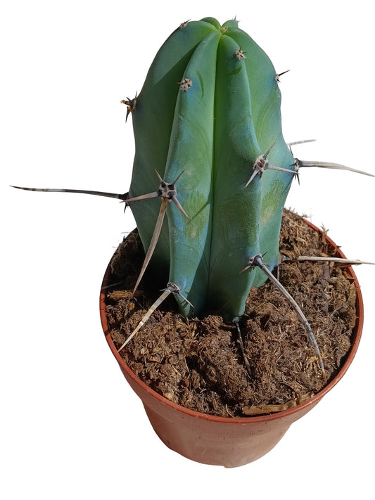 Myrtillocactus Geometrizians Planta Suculenta Natural Ø8_0