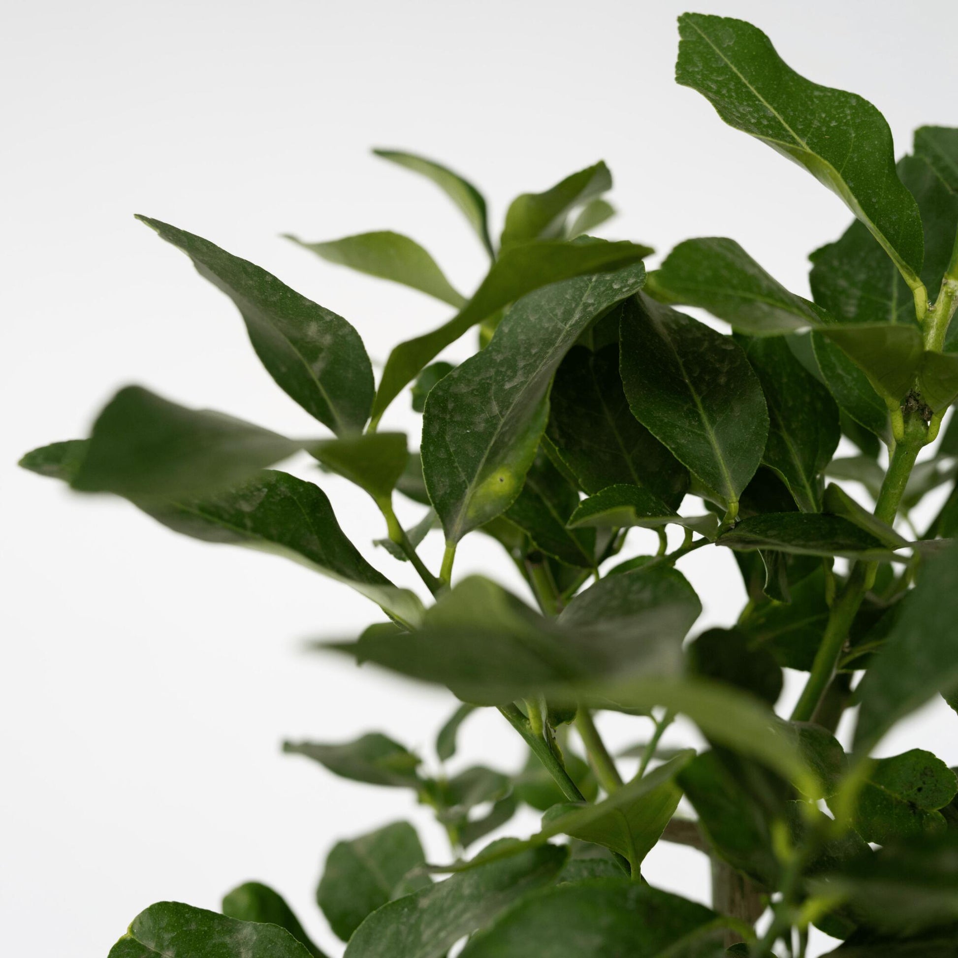 Naranjero - Citrus Aurantium Tarocco - Altura 90-110cm - ⌀19cm_3