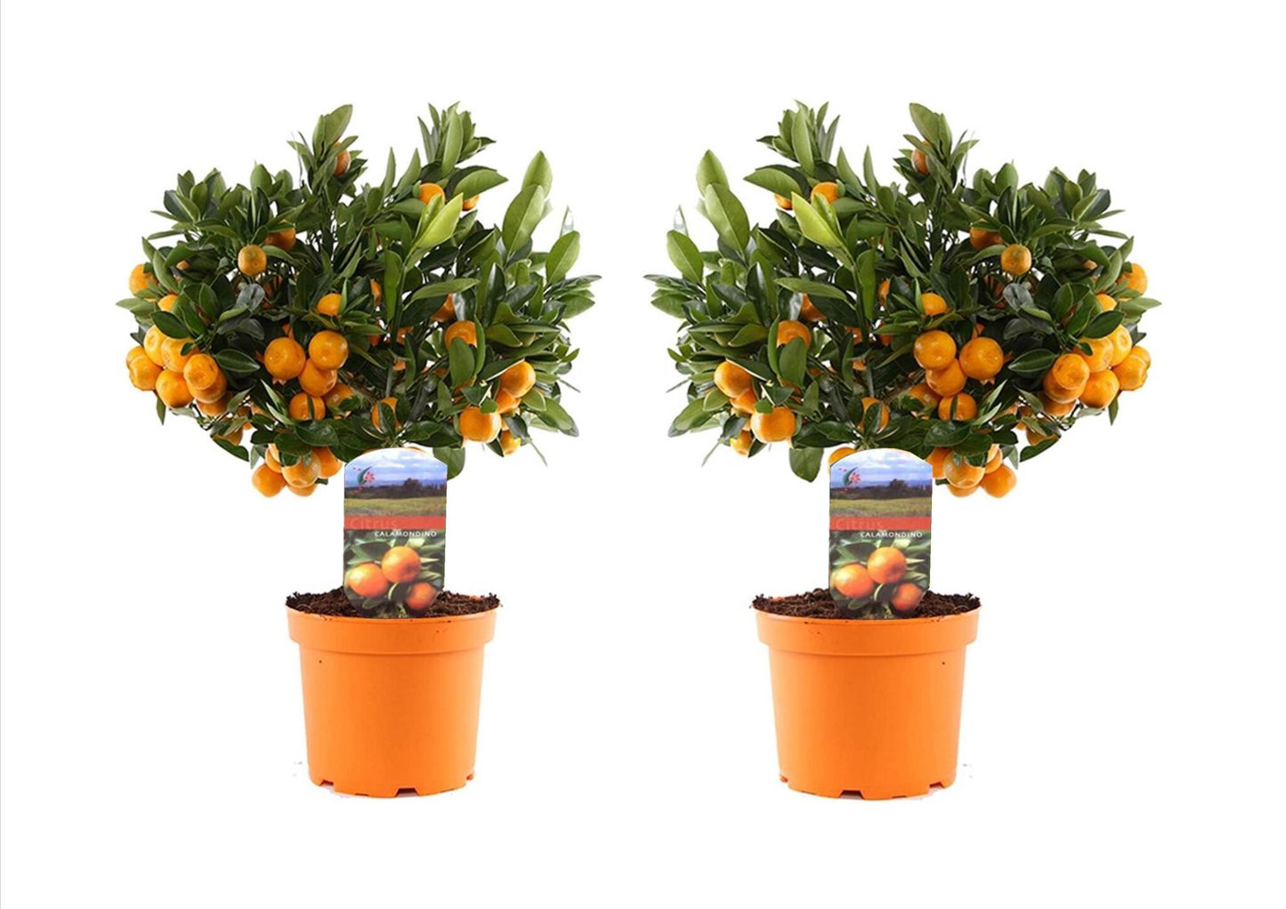Naranjita De San José - 2 Pzs - Citrus 'calamondin' - Altura 35-40cm - ⌀14cm_0
