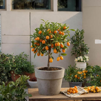 Naranjo Enano - 2 Pzs - Citrus Microcarpa 'kumquat' - Altura 50-60cm - ⌀19cm_1
