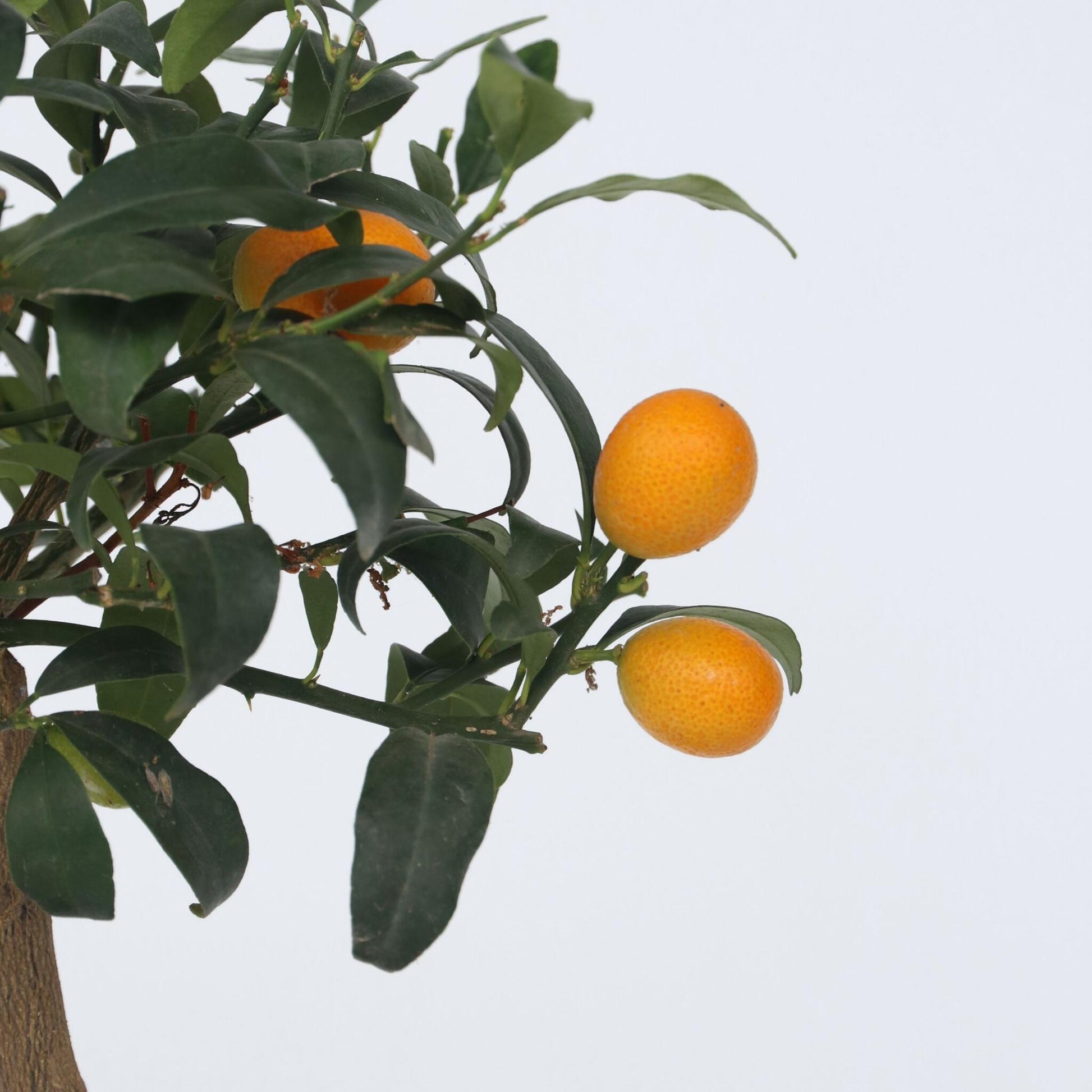 Naranjo Enano - 2 Pzs - Citrus Microcarpa 'kumquat' - Altura 50-60cm - ⌀19cm_3