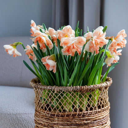 Narcisos - Set De 10 - Narciso 'apricot Whirl' - Bulbos De Flor - Naranja_1