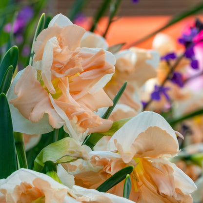 Narcisos - Set De 10 - Narciso 'apricot Whirl' - Bulbos De Flor - Naranja_3
