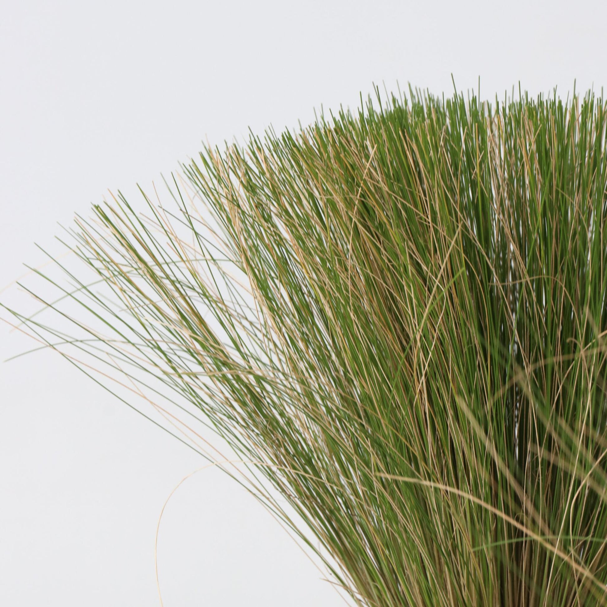 Nassella Tenuissima - 18 Pzs - Stipa Tenuifolia 'pony Tails' - A20-30cm - ⌀9cm_3