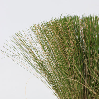 Nassella Tenuissima - 18 Pzs - Stipa Tenuifolia 'pony Tails' - A20-30cm - ⌀9cm_3
