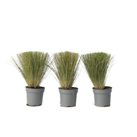 Nassella Tenuissima - 3 Pzs - Stipa Tenuifolia 'pony Tails' - A20-30cm - ⌀9cm_0