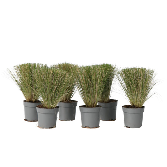 Nassella Tenuissima - 6 Pzs - Stipa Tenuifolia 'pony Tails' - A20-30cm - ⌀9cm_0