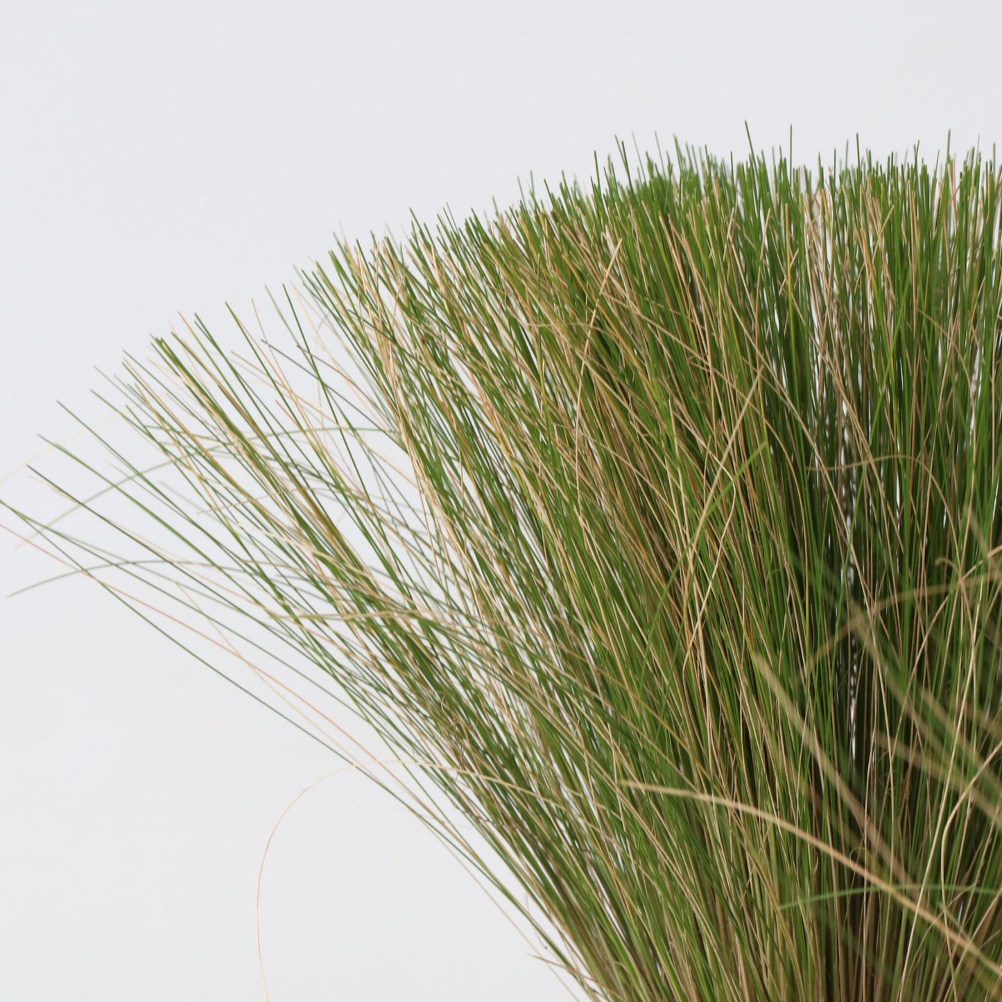 Nassella Tenuissima - 6 Pzs - Stipa Tenuifolia 'pony Tails' - A20-30cm - ⌀9cm_3