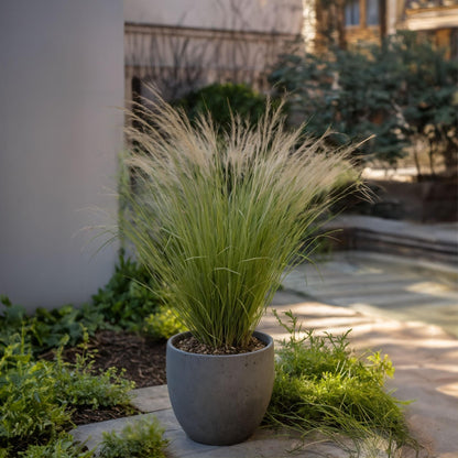 Nassella Tenuissima - 9 Pzs - Stipa Tenuifolia 'pony Tails' - A20-30cm - ⌀9cm_1