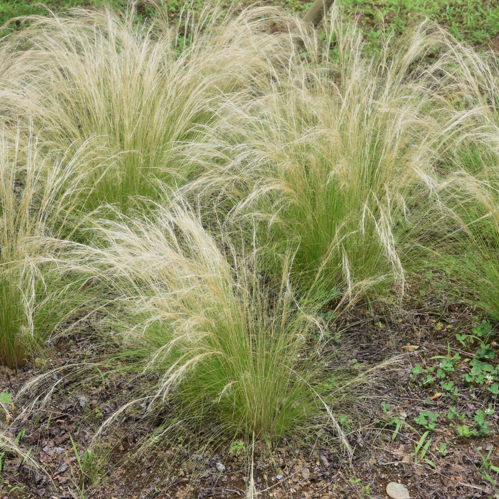 Nassella Tenuissima - 9 Pzs - Stipa Tenuifolia 'pony Tails' - A20-30cm - ⌀9cm_4