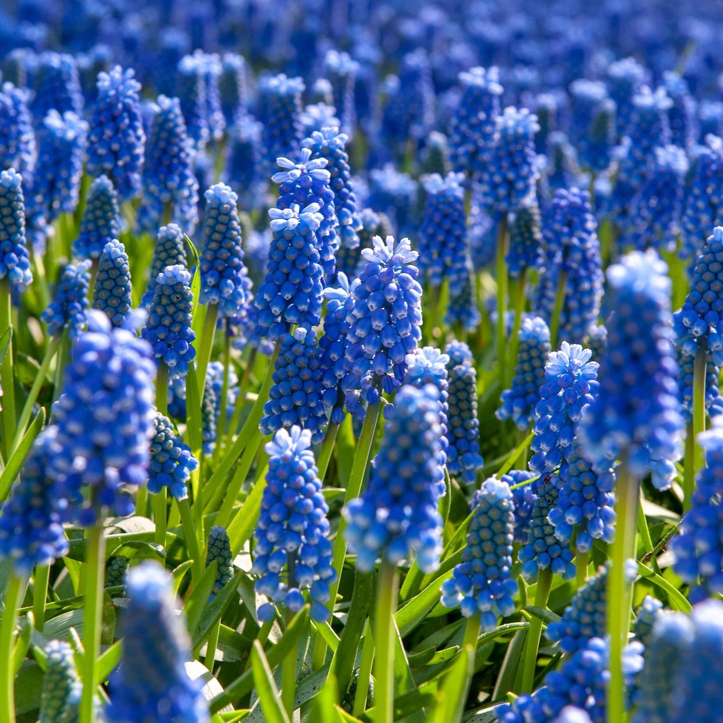 Nazarenos Azules - 100 Pzs - Muscari Armeniacum - Bulbos De Flores - Azul_1