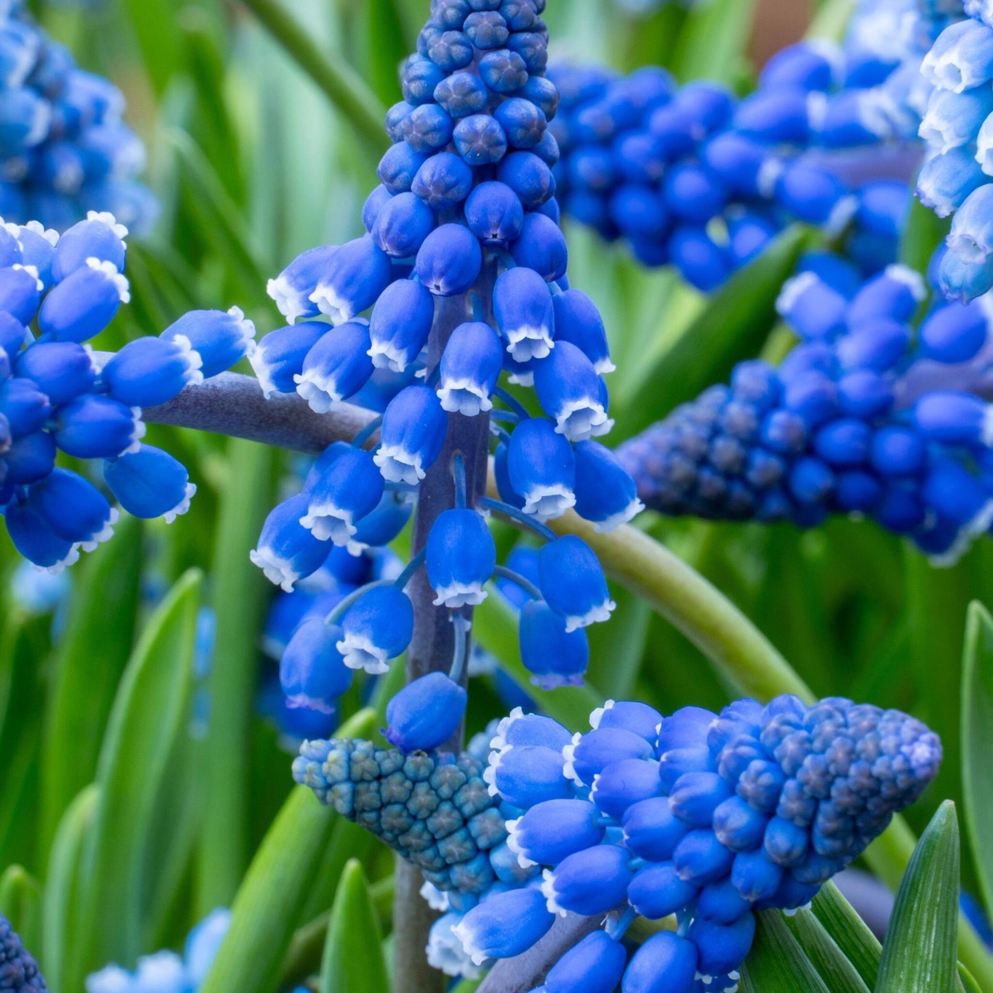 Nazarenos Azules - 100 Pzs - Muscari Armeniacum - Bulbos De Flores - Azul_3
