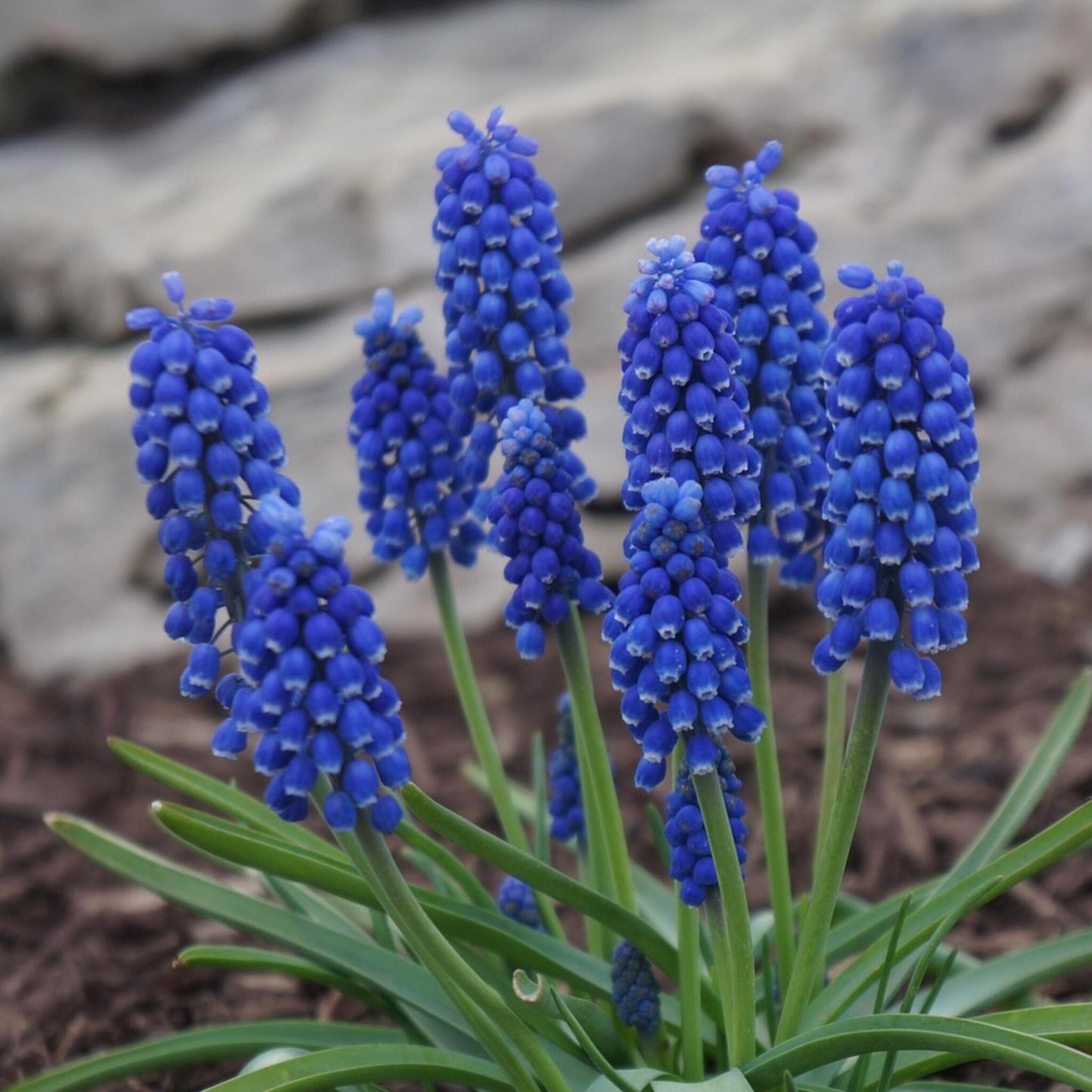 Nazarenos Azules - 100 Pzs - Muscari Armeniacum - Bulbos De Flores - Azul_4