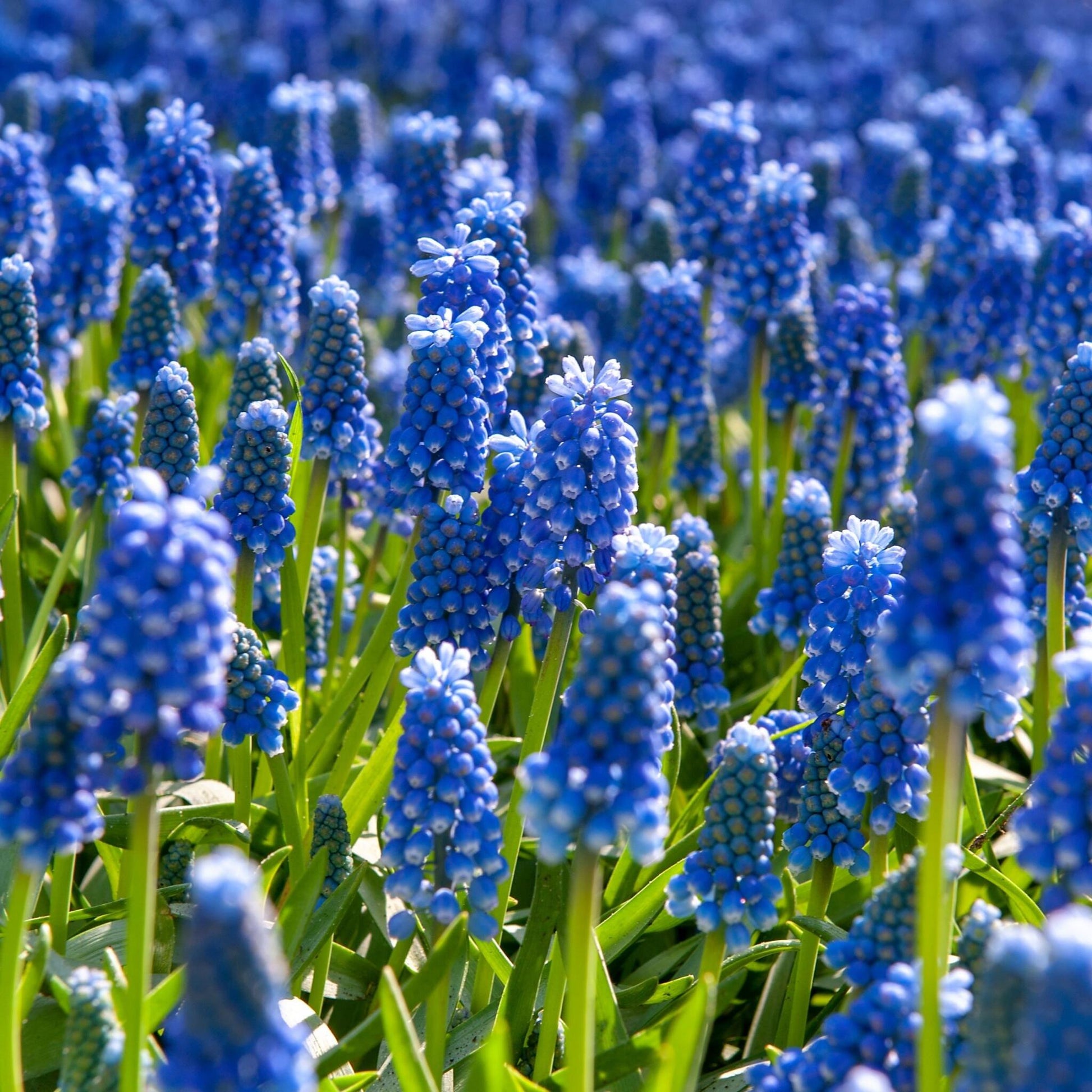 Nazarenos Azules - 200 Pzs - Muscari Armeniacum - Bulbos De Flores - Azul_1