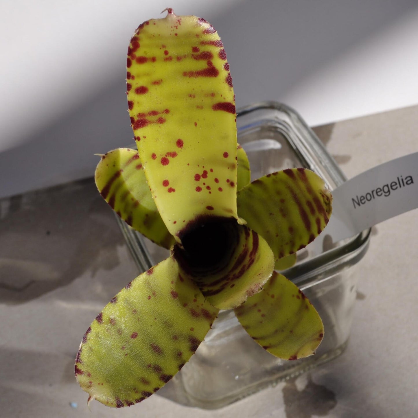 Neoregelia ampullacea tigrina; bromelia punteada; Curiosarium; altura 15-18 cm, diámetro 5-8 cm, sin sustrato_3