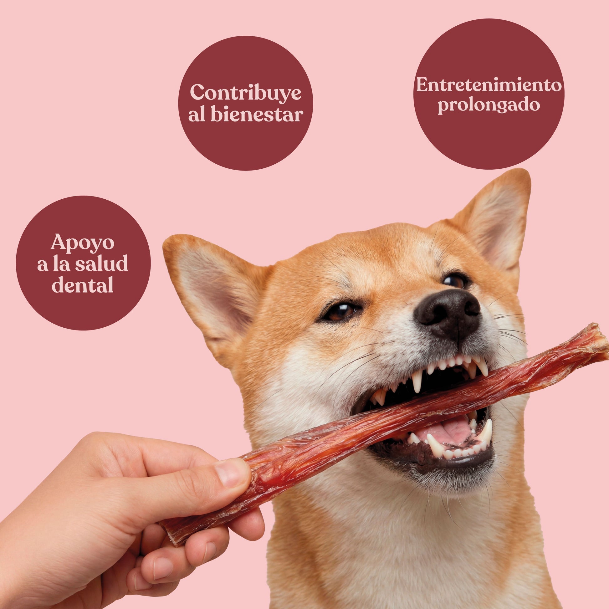 Nervio de Toro Trenzado para Perros de Larga Duración 30 cm 250 g dr.bimix