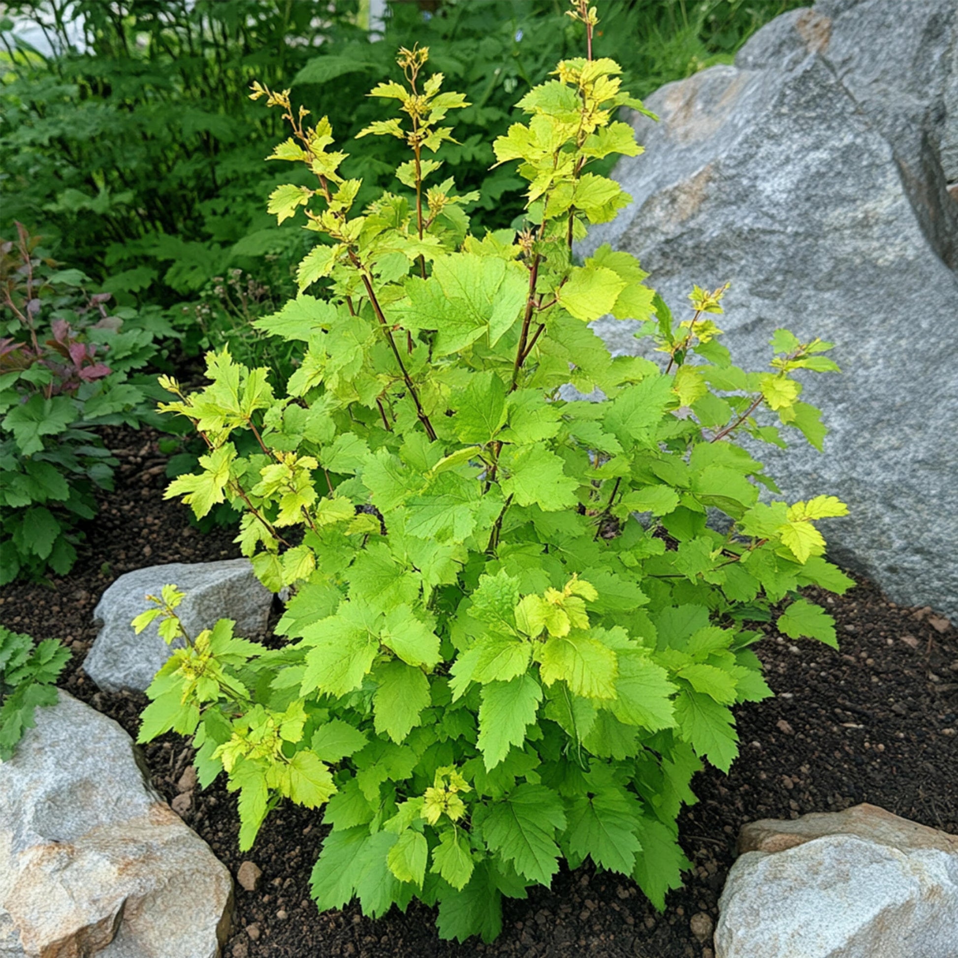 Ninebark - 2 Pzs - Physocarpus Opulifolius 'dart's Gold' - A30-40cm - ⌀17cm_4