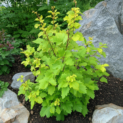 Ninebark - 2 Pzs - Physocarpus Opulifolius 'dart's Gold' - A30-40cm - ⌀17cm_4