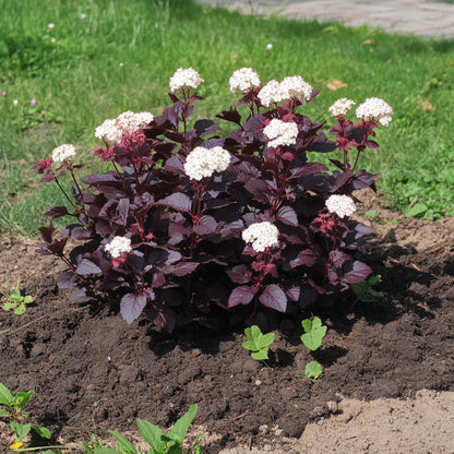 Ninebark - 2 Pzs - Physocarpus 'lady In Red' - Altura 30-40cm - ⌀17cm_4