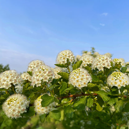 Ninebark - 4 Pzs - Physocarpus Opulifolius 'dart's Gold' - A30-40cm - ⌀17cm_1