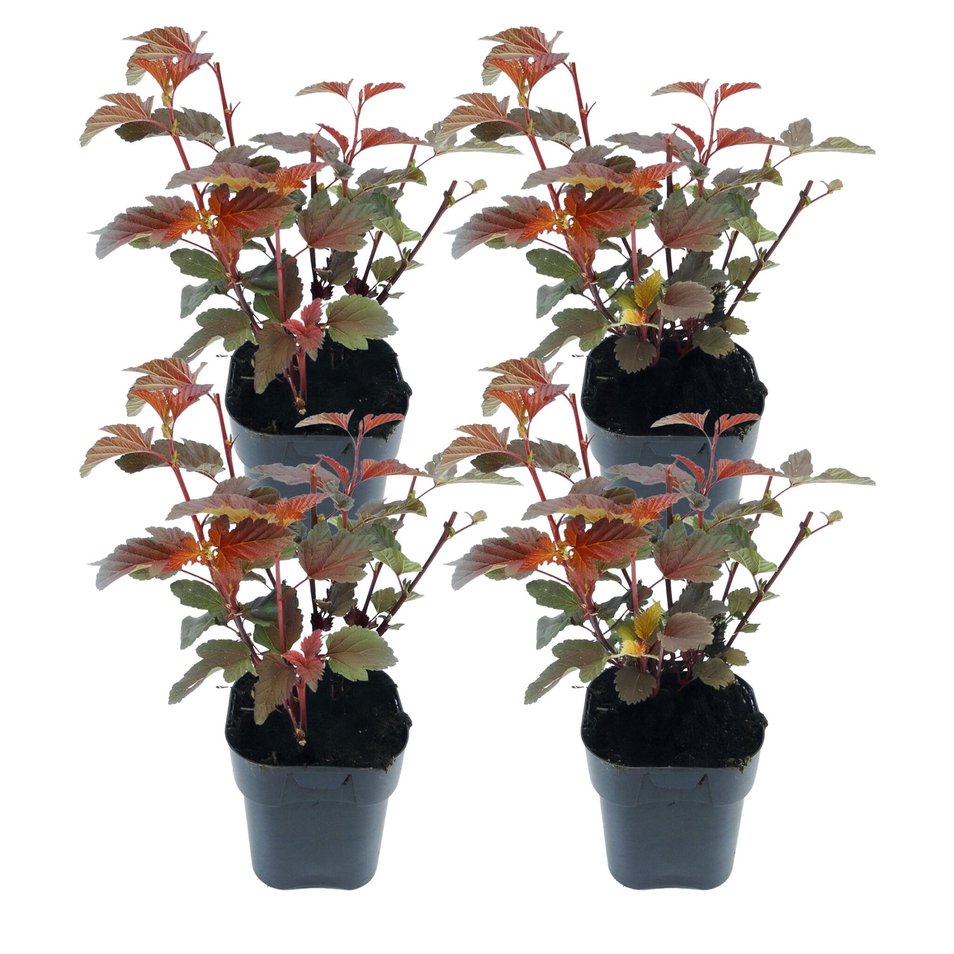 Ninebark - 4 Pzs - Physocarpus 'lady In Red' - Altura 30-40cm - ⌀17cm_0