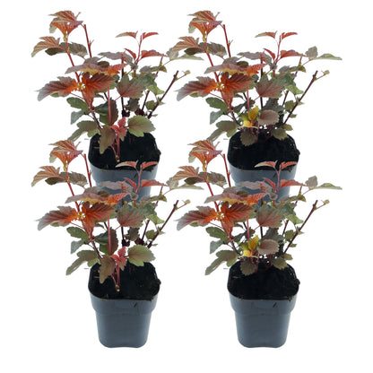 Ninebark - 4 Pzs - Physocarpus 'lady In Red' - Altura 30-40cm - ⌀17cm_0