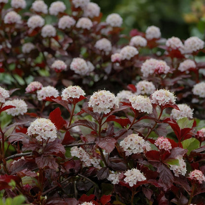 Ninebark - 4 Pzs - Physocarpus 'lady In Red' - Altura 30-40cm - ⌀17cm_1