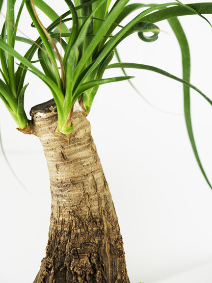 Nolina Beaucarnea_4