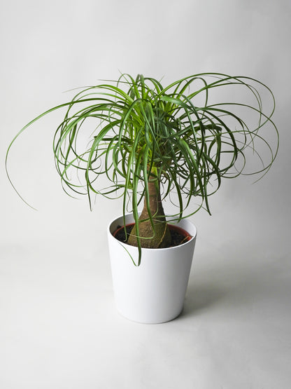 Nolina Beaucarnea | Altura 50cm - Maceta 17cm_0