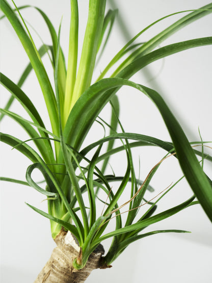 Nolina Beaucarnea | Altura 50cm - Maceta 17cm_1