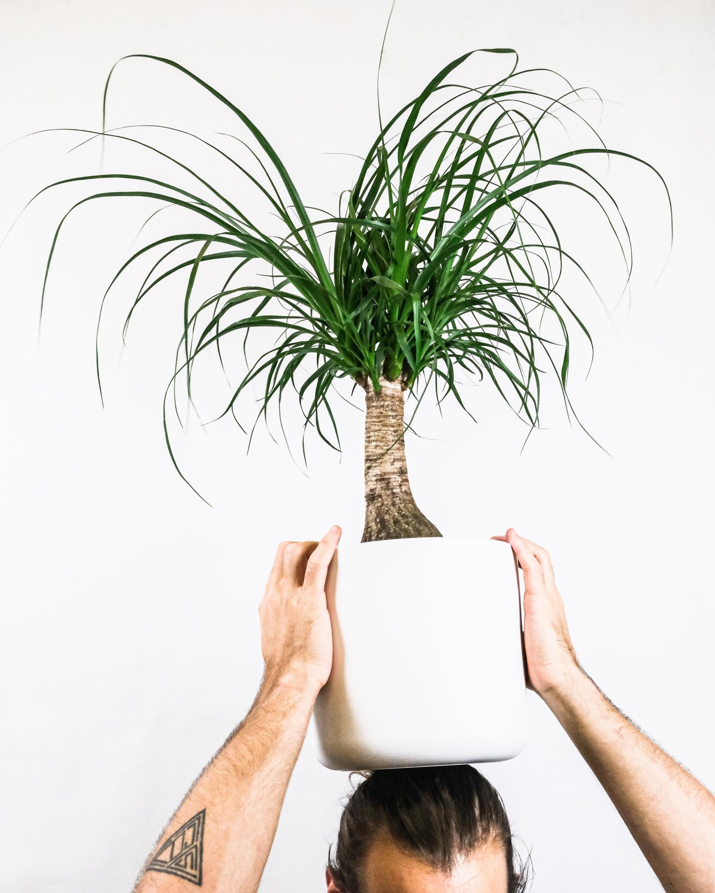 Nolina Beaucarnea | Altura 50cm - Maceta 17cm_2