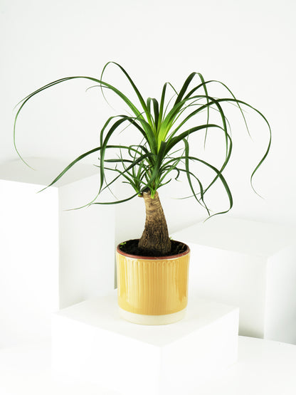 Nolina Beaucarnea | Altura 50cm - Maceta 17cm_3