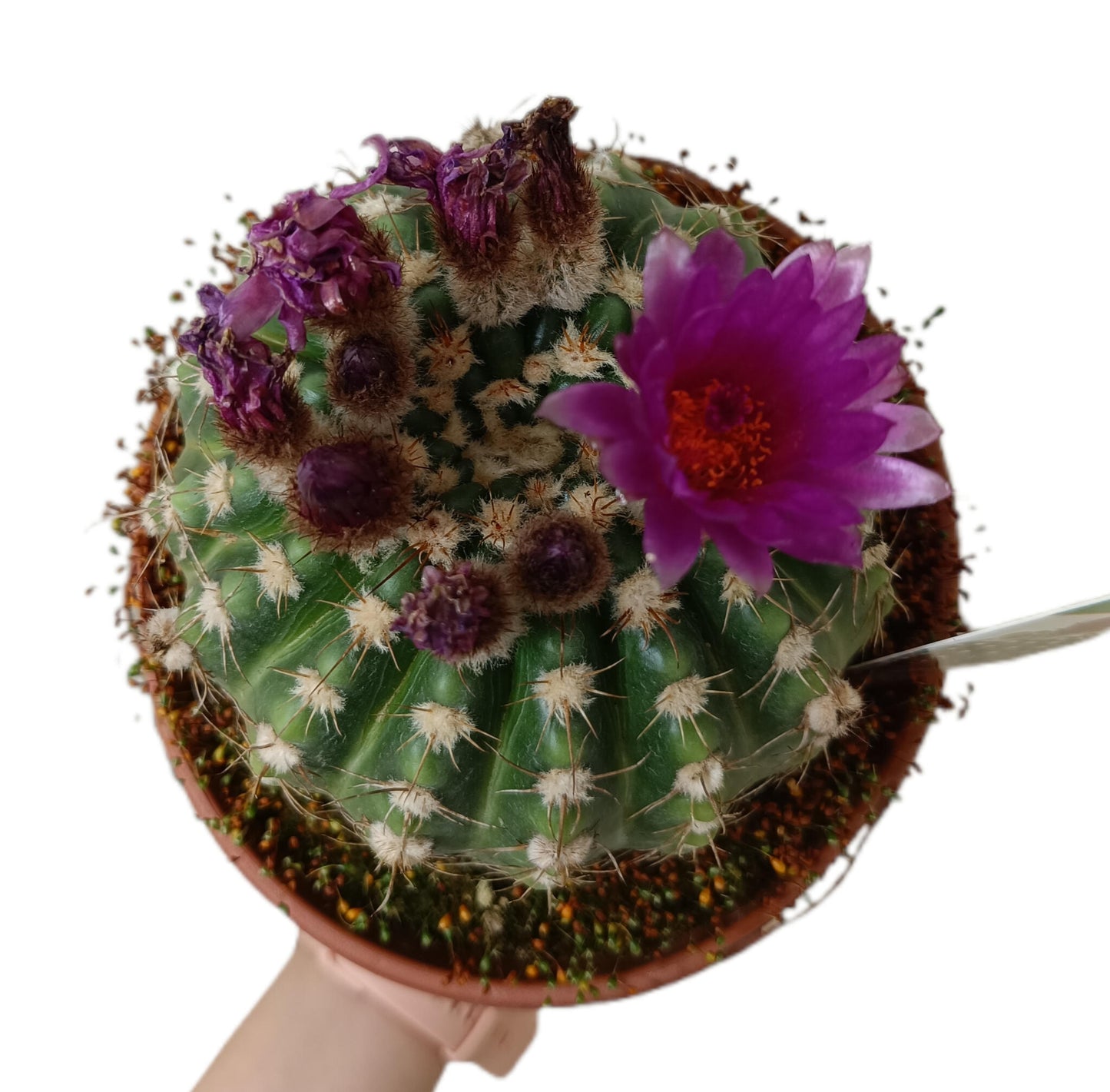 Notocactus Uebelmannianus M17_1