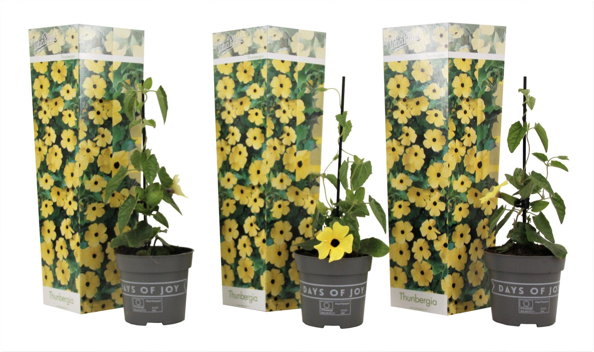 Ojo De Poeta - 3 Pzs - Thunbergia Alata 'lemon Star' - Altura 25-40cm - ⌀9cm_0