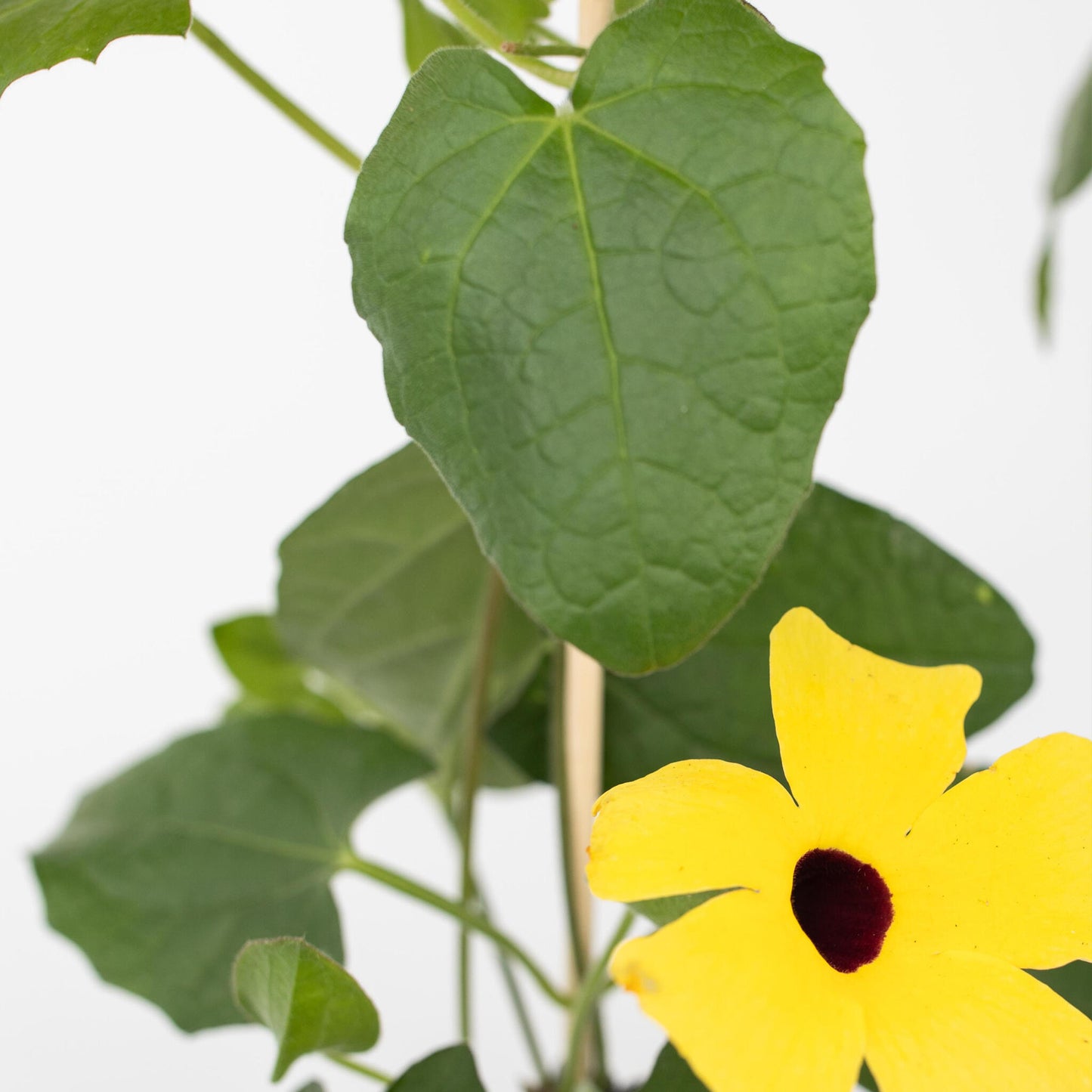 Ojo De Poeta - 3 Pzs - Thunbergia Alata 'lemon Star' - Altura 25-40cm - ⌀9cm_3